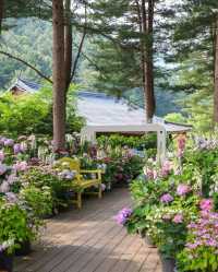 SUMMER MINI TOUR – Nami Island + Garden of Morning Calm (Day Trip from Seoul)