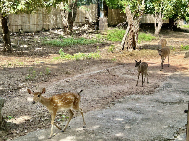 清邁夜間野生動物園親子遊  