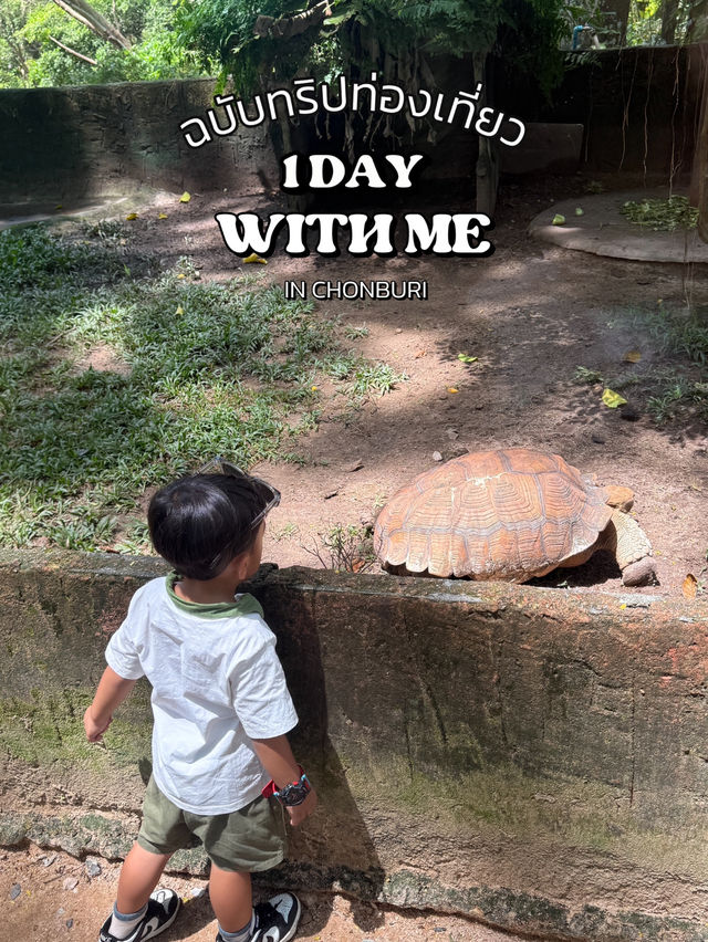 สวนสัตว์เปิดเขาเขียว จังหวัดชลบุรี สวนสัตว์เปิดเขาเขียว จังหวัดชลบุรี