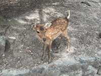 奈良公園
