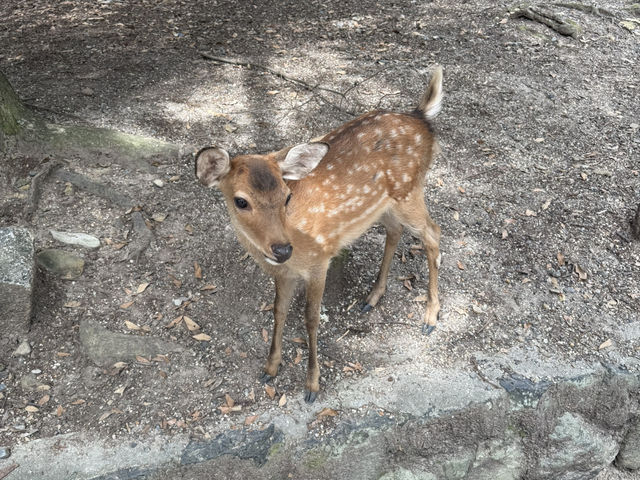 奈良公園