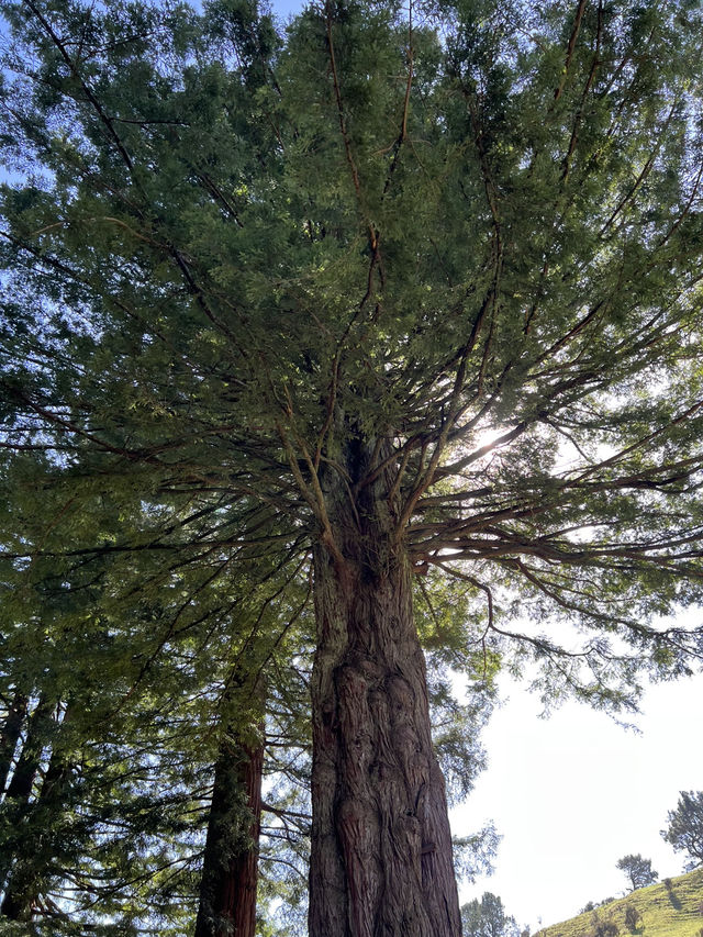 Putaruru Blue Spring (Te Waihou Walkway)