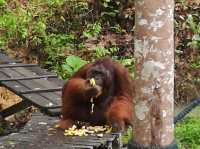 Semenggoh Wildlife Centre - Malaysia 