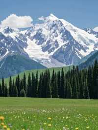 Xinjiang 🌲