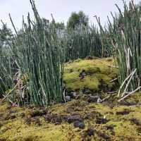 Arctic–Alpine Botanic Garden