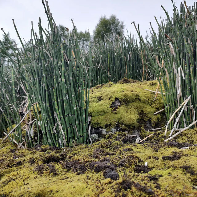 Arctic–Alpine Botanic Garden