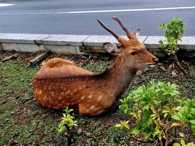 사슴의 나라, 일본 나라 여행