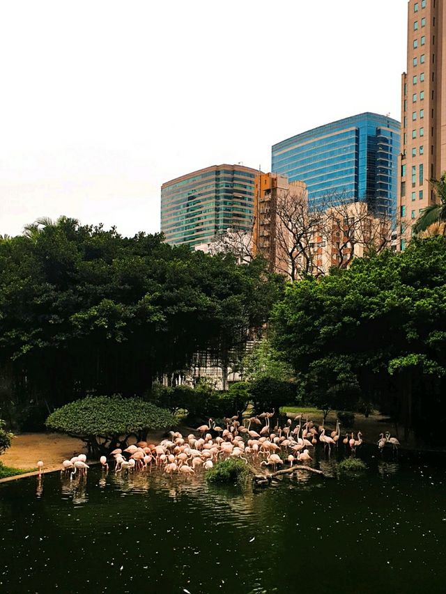 침사추이의 녹색 심장, 홍콩 구룡 공원 침사추이의 녹색 심장, 홍콩 구룡 공원