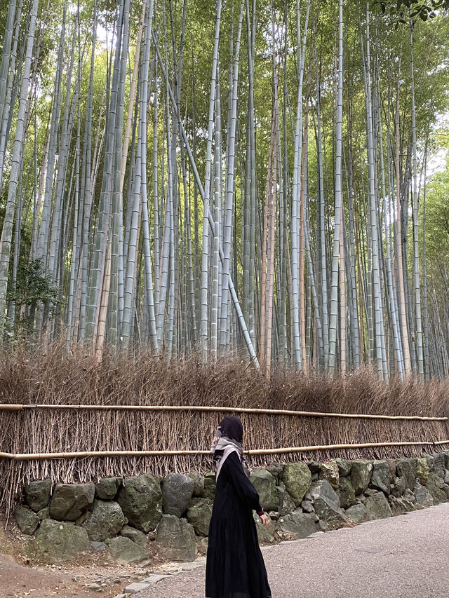 Kyoto Nature Escape🌳  
