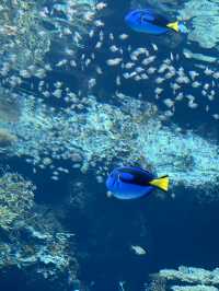 【沖縄旅行】世界的に有名な美海水族館🐡一度は行くべき!