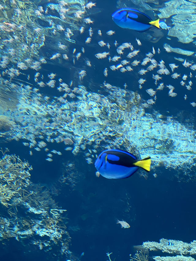 【沖縄旅行】世界的に有名な美海水族館🐡一度は行くべき! 【沖縄旅行】世界的に有名な美海水族館🐡一度は行くべき!