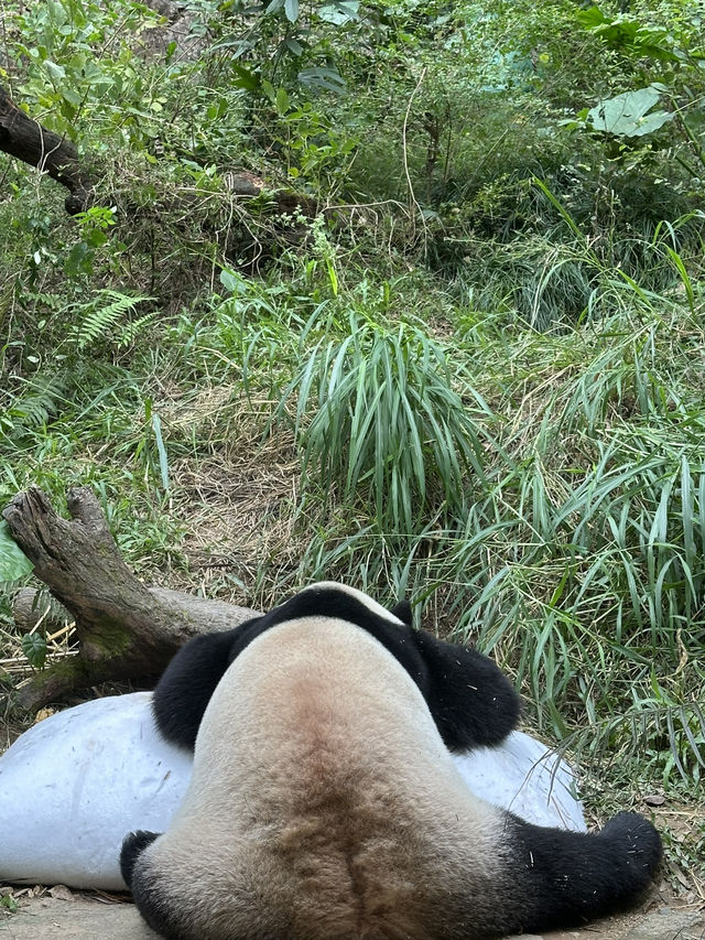 熊貓明星💕妹豬打卡必去🐼  樹熊🐨 近距離接觸長頸鹿🦒 熊貓明星💕妹豬打卡必去🐼  樹熊🐨 近距離接觸長頸鹿🦒