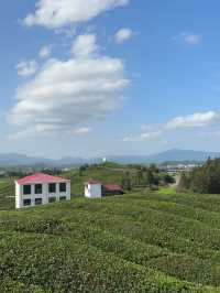 茶田美景一日遊全攻略🌱