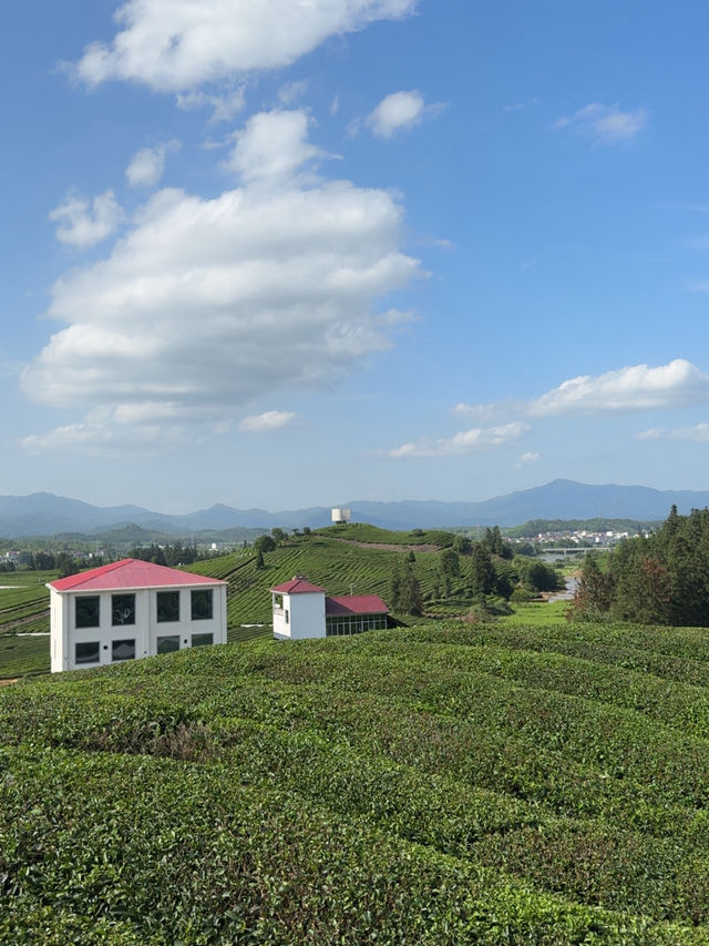 茶田美景一日遊全攻略🌱