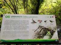 Forest Bathing at Doi Inthanon: Chill Vibes + Epic Scenery