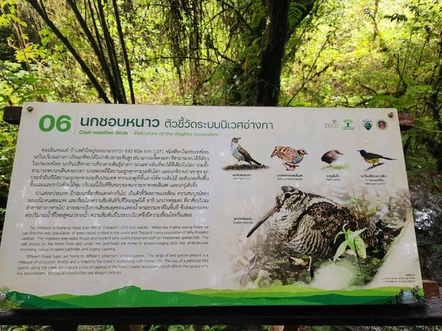 Forest Bathing at Doi Inthanon: Chill Vibes + Epic Scenery