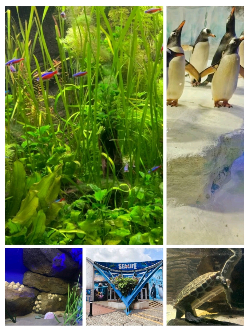 #falladventures
🐠 ศูนย์ SEA LIFE แห่งชาติ – ดำดิ่งสู่การผจญภัยใต้น้ำ! 🇬🇧

ค้นพบความมหัศจรรย์ของมหาสมุทรที่ศูนย์ SEA LIFE แห่งชาติในเบอร์มิงแฮม บ้านของสัตว์ทะเลนับพันจากทั่วโลก เดินลอดอุโมงค์มหาสมุทร 360 องศาอันน่าทึ่ง ที่ซึ่งฉลาม ปลากระเบน และเต่าทะเลแหวกว่ายอยู่เหนือศีรษะ เพลิดเพลินกับโซนอินเทอร์แอคทีฟ พบปะกับเพนกวิน และช่วงให้อาหาร ที่ทำให้การเรียนรู้เป็นเรื่องสนุกสำหรับทุกเพศทุกวัย เป็นสถานที่ท่องเที่ยวที่สมบูรณ์แบบสำหรับครอบครัว มอบประสบการณ์อันน่าอัศจรรย์สู่ความงามและความลึกลับของสัตว์ทะเล! 🌊✨
