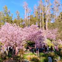 Sakura Serenity: A Solo Escape in San Diego