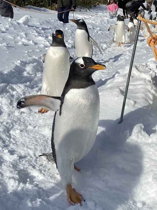 【小樽|冬天最值得去嘅水族館】企鵝散步+近距離海豚表演+海景雪景,夢幻到唔似真實