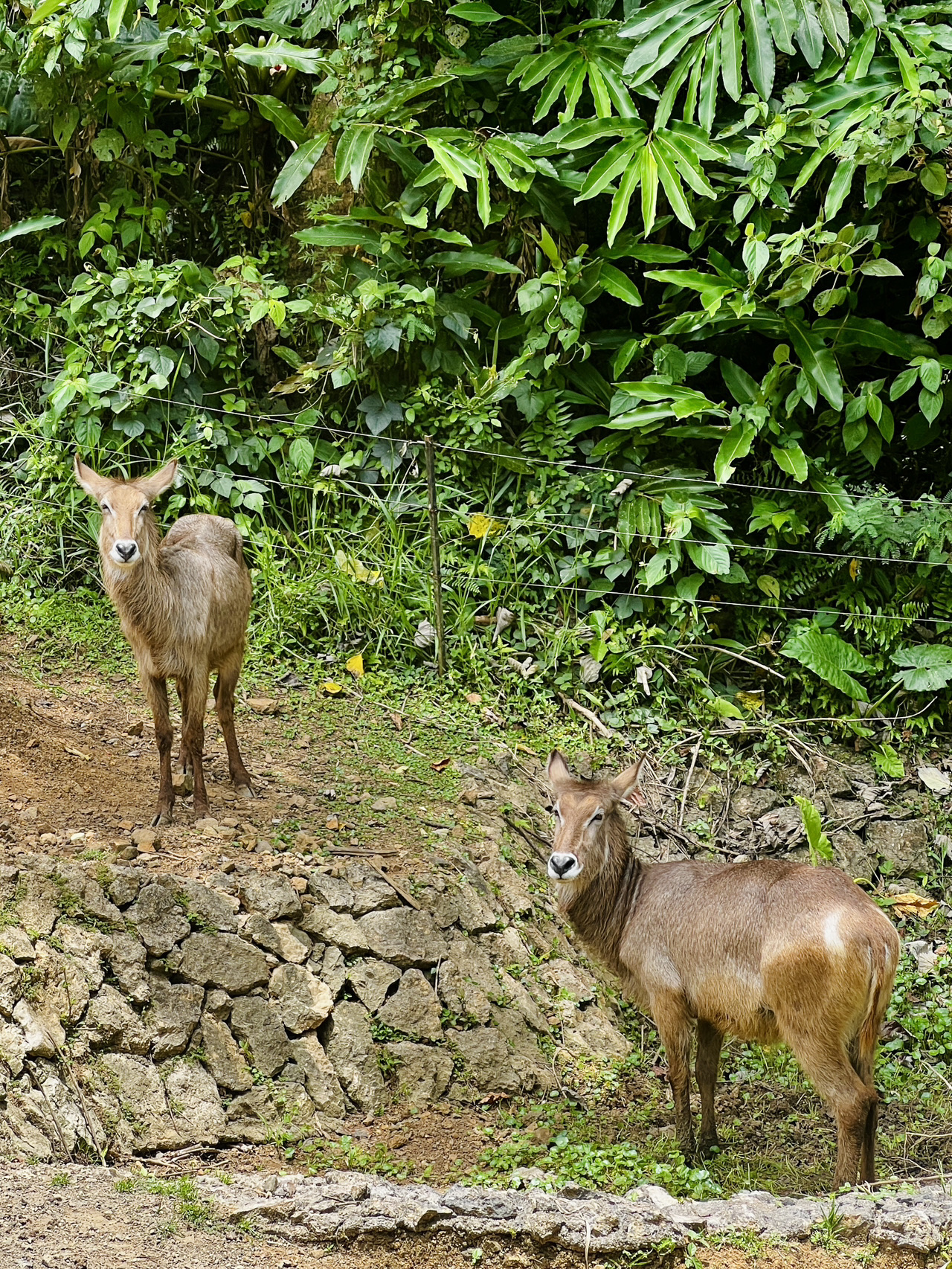 Cebu Safari: Taman Safari Terbesar di Filipina