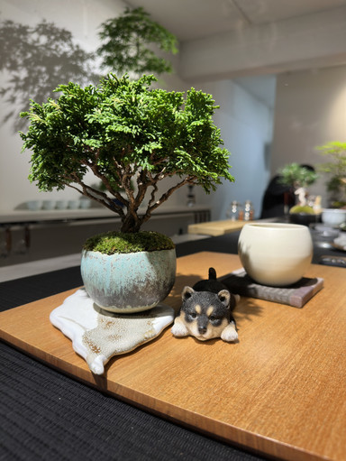日本盆栽​​カフェ「彩盆の間」 | Trip.com 名古屋