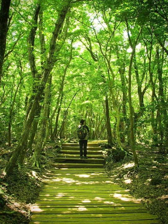 韓国】韓国最高峰・ハルラ山白鹿潭トレッキング in 済州島 | Trip.com