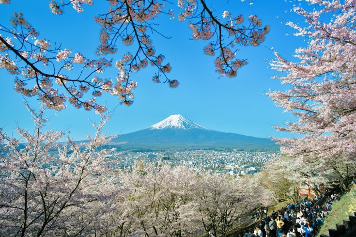Gunung Fuji dan bunga sakura — private trip Jepang dari Jakarta