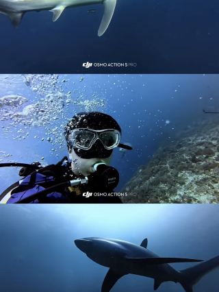 Malapascua Magic: Dive Into the Adventure