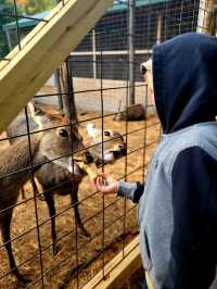 Go feed Hutch the Bear some apples at Garlyns Zoo
