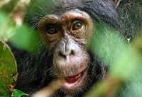 KIBALE FOREST TOURS 