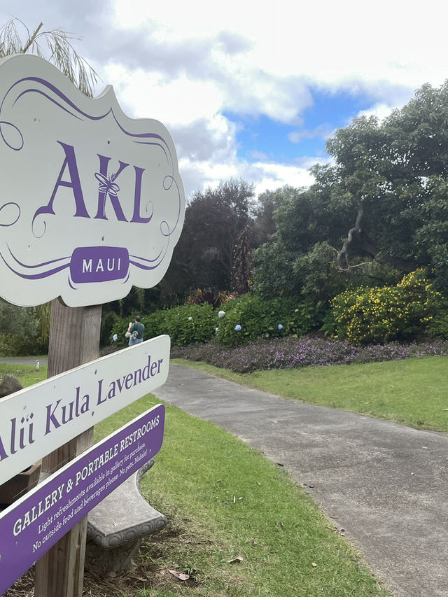 Discover the Serenity of Ali‘i Kula Lavender Farm – Maui’s Hidden Gem