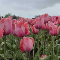 The abbotsford Tulip Festival 阿博茲福鬱金香節