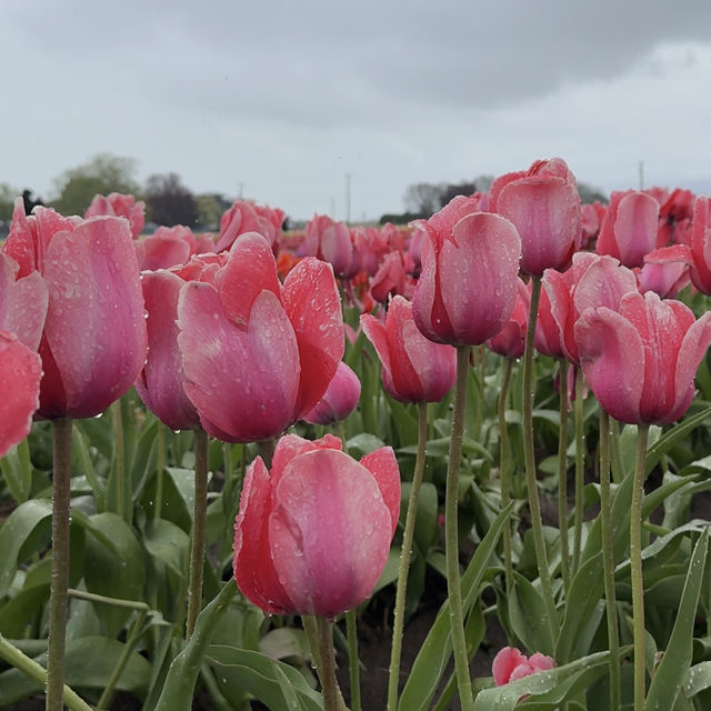 The abbotsford Tulip Festival 阿博茲福鬱金香節
