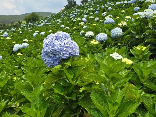 Must see in Dalat Vietnam
