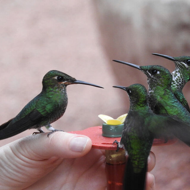 Visit Hummingbird gardens Costa Rica 