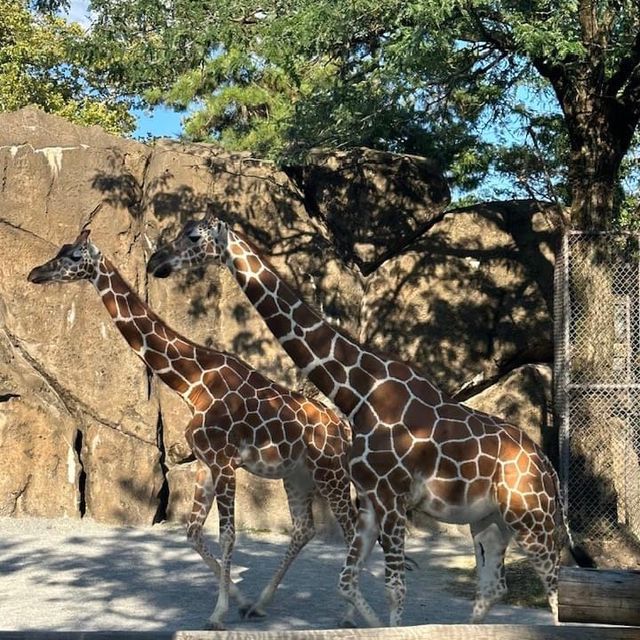Philadelphia Zoo 🐪🇺🇸