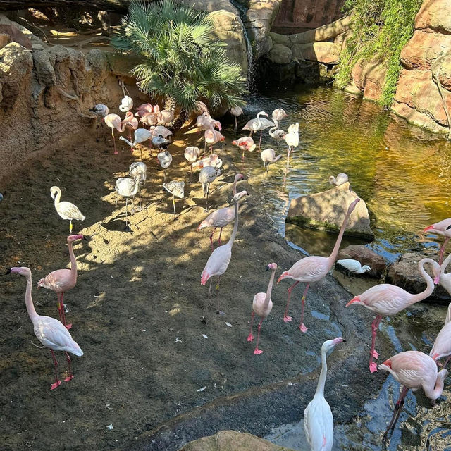 Bioparc Fuengirola 🦒