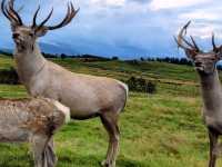 Highland Wildlife Park 🦒