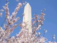 1년에 3주, 북미 최대의 벚꽃 축제를 즐겨보세요! 🌸워싱턴 벚꽃축제🌸