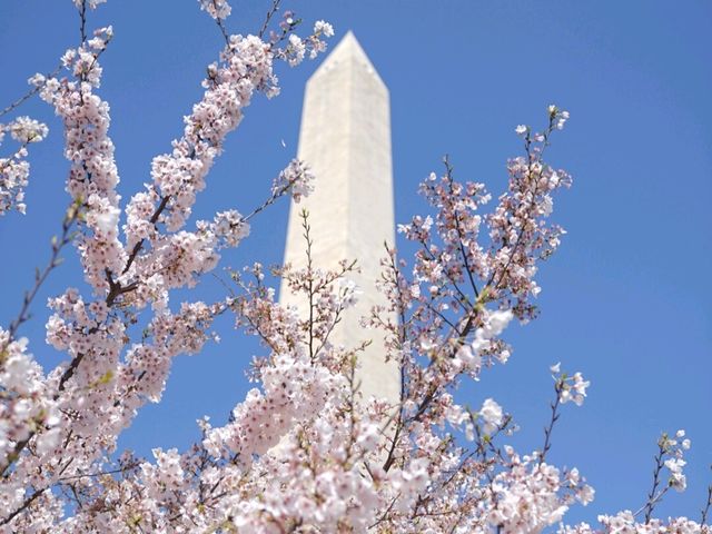 1년에 3주, 북미 최대의 벚꽃 축제를 즐겨보세요! 🌸워싱턴 벚꽃축제🌸