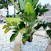 Unexpected Delight at Alkion Hotel in Greece