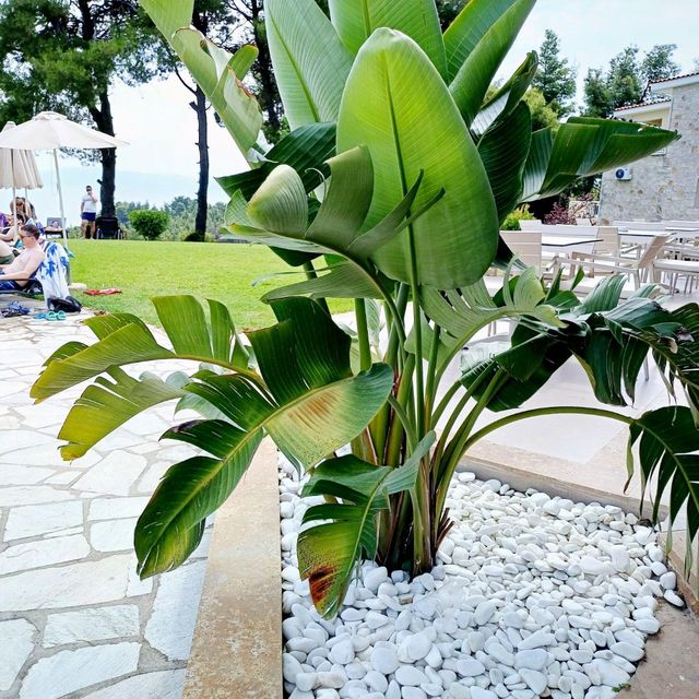 Unexpected Delight at Alkion Hotel in Greece