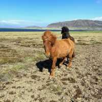 Riding tiny horses in Iceland 🗺️