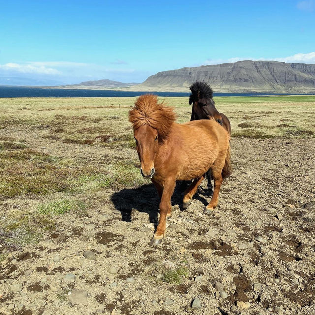 Riding tiny horses in Iceland 🗺️