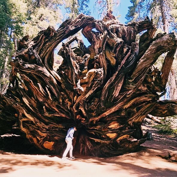 Lost in the giant Sequoia forest 🌳 