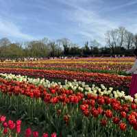 Beautiful Tully’s Tulip Farm 