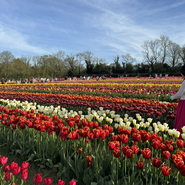 Beautiful Tully’s Tulip Farm 