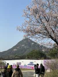 Korea in Bloom: Memories to Last a Lifetime 🇰🇷