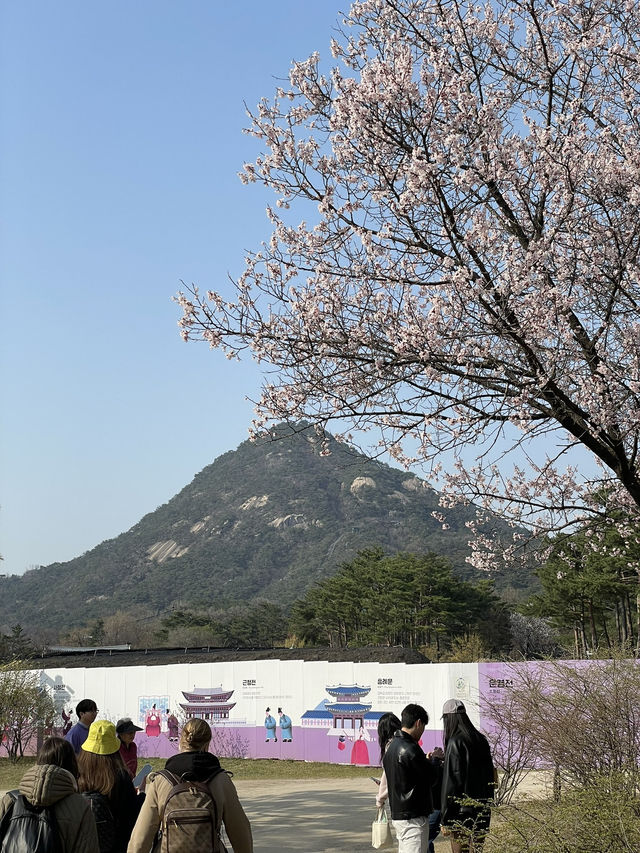 Korea in Bloom: Memories to Last a Lifetime 🇰🇷