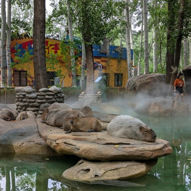Beijing Wildlife Park from Daxing airport